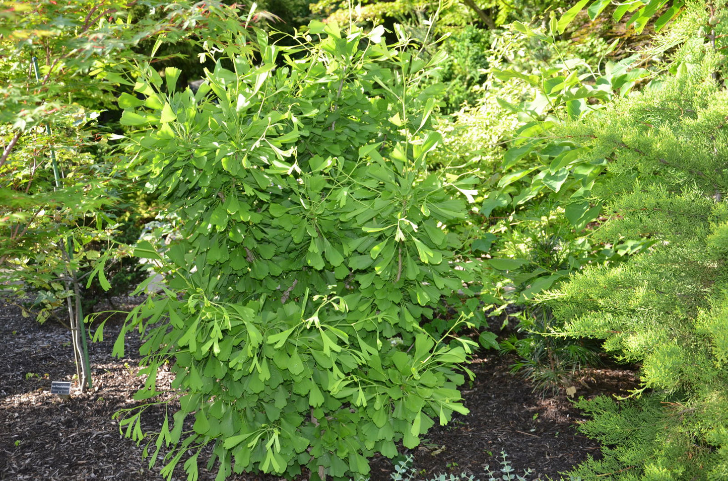 Ginkgo biloba 'Saratoga' Male Ginkgo Tree
