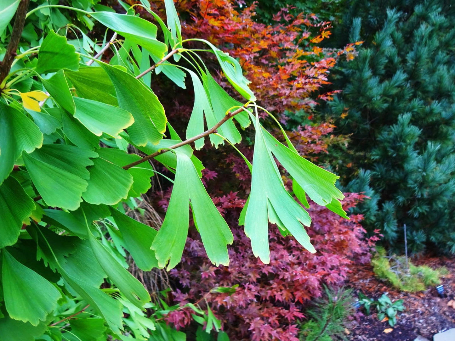 Ginkgo biloba 'Saratoga' Male Ginkgo Tree