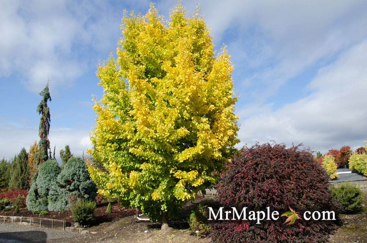 Ginkgo biloba 'Saratoga' Male Ginkgo Tree
