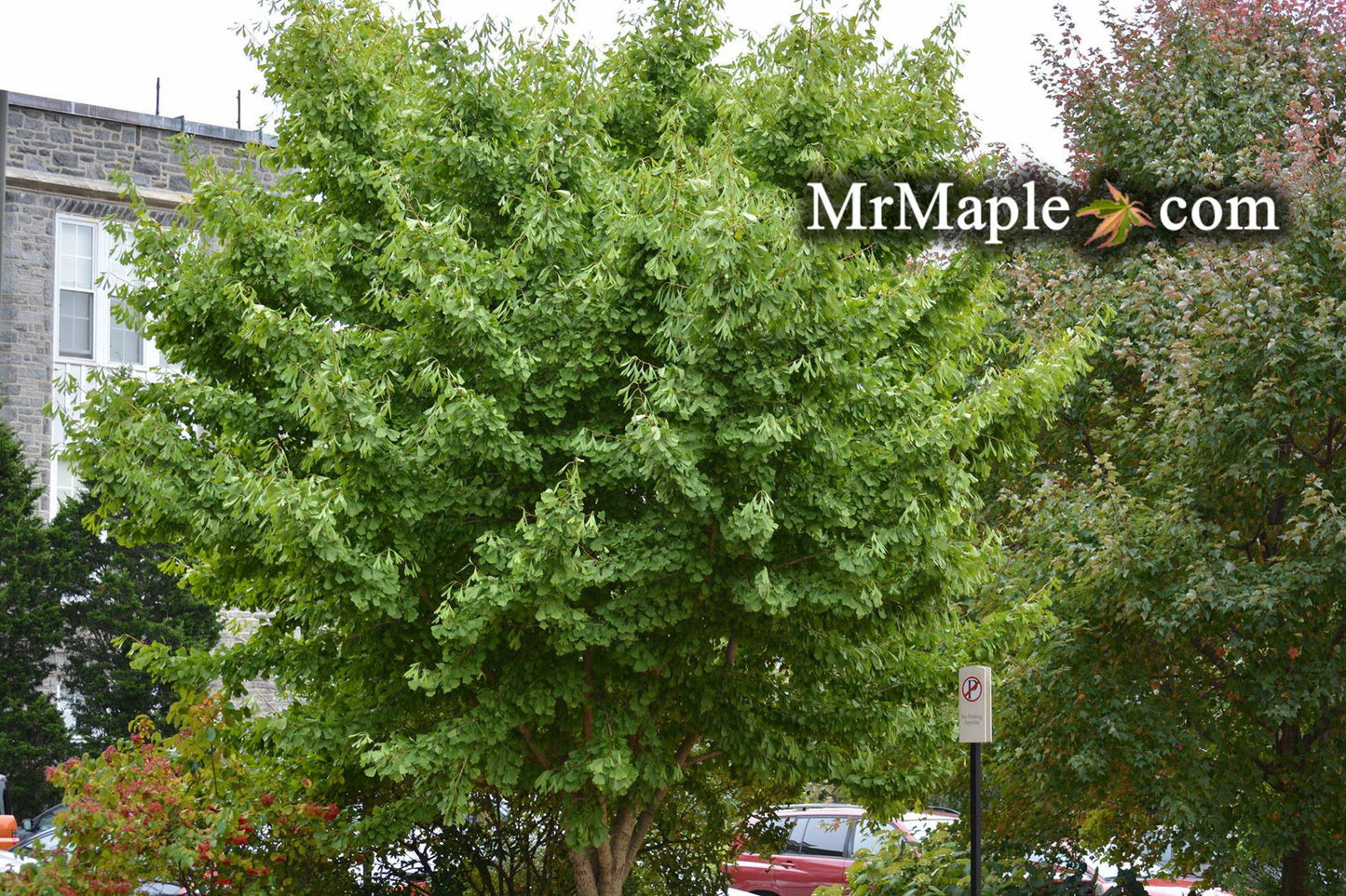 Ginkgo biloba 'Saratoga' Male Ginkgo Tree