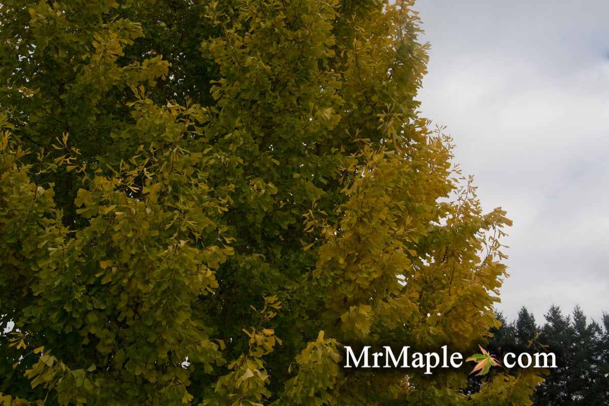 Ginkgo biloba 'Saratoga' Male Ginkgo Tree