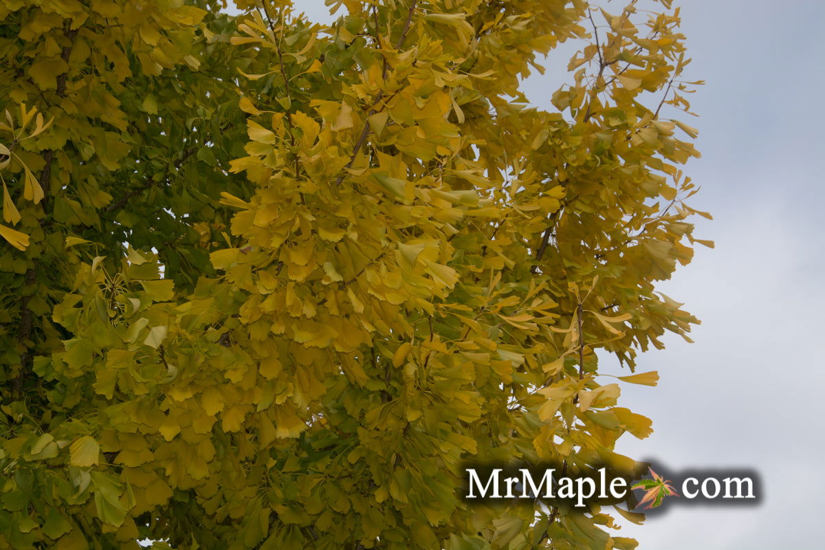 Ginkgo biloba 'Saratoga' Male Ginkgo Tree