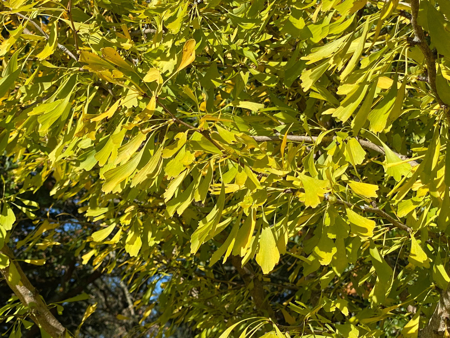 Ginkgo biloba 'Saratoga' Male Ginkgo Tree