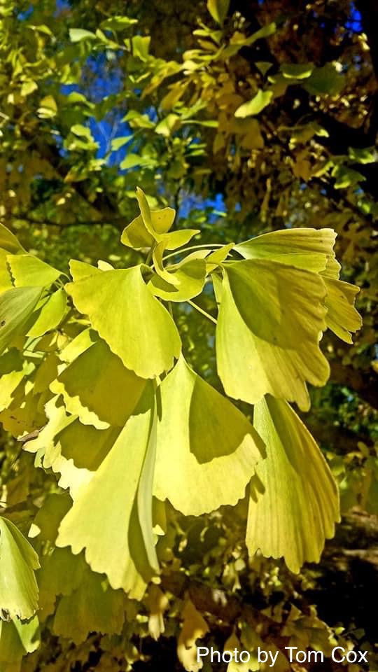 Ginkgo biloba 'Saratoga' Male Ginkgo Tree