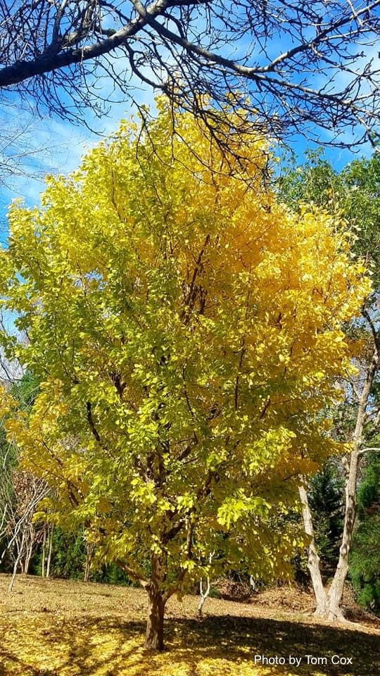 Ginkgo biloba 'Saratoga' Male Ginkgo Tree