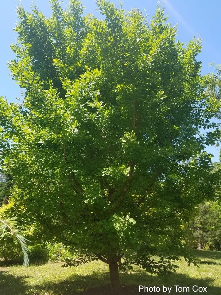 Ginkgo biloba 'Saratoga' Male Ginkgo Tree