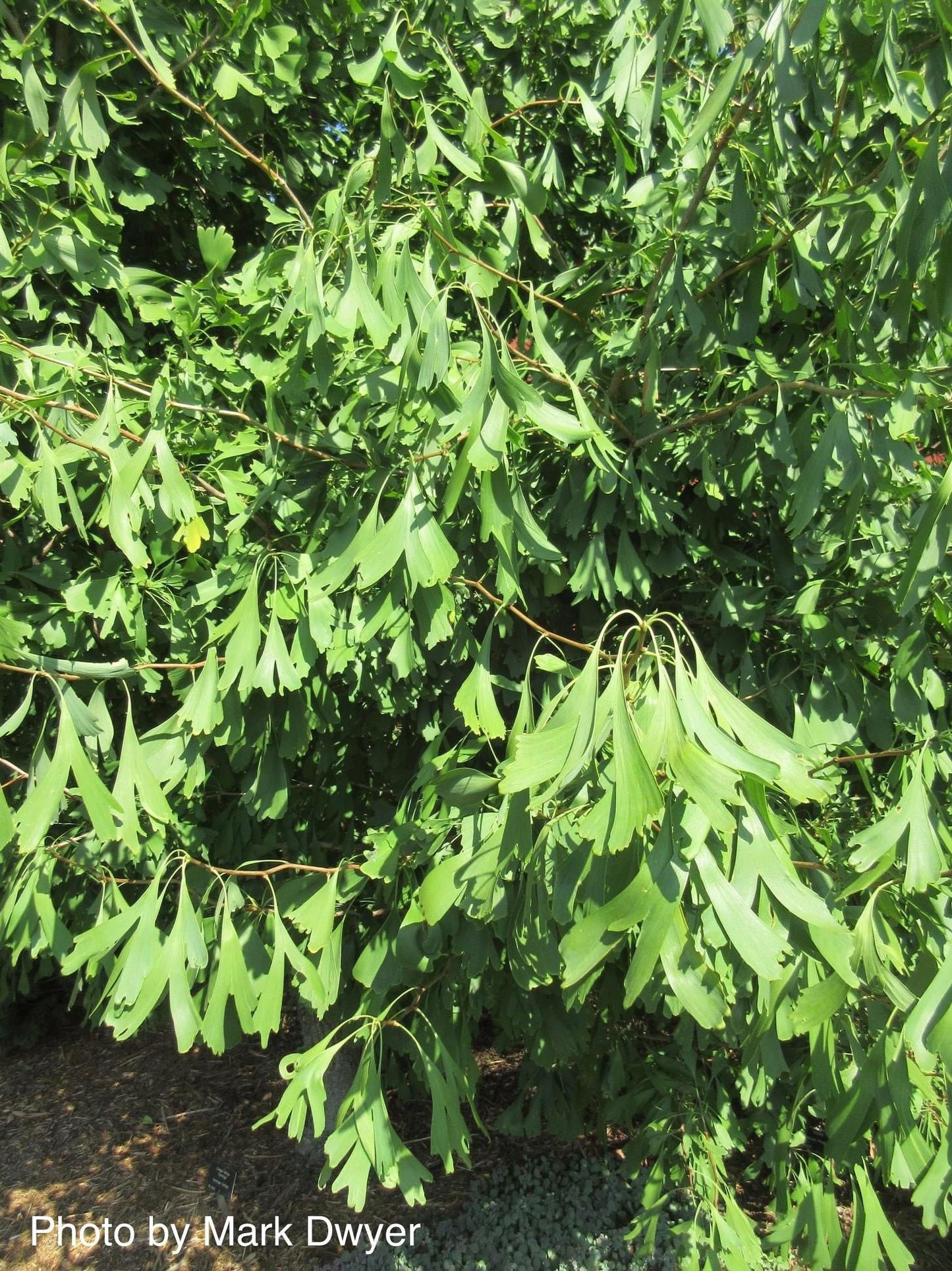 Ginkgo biloba 'Saratoga' Male Ginkgo Tree