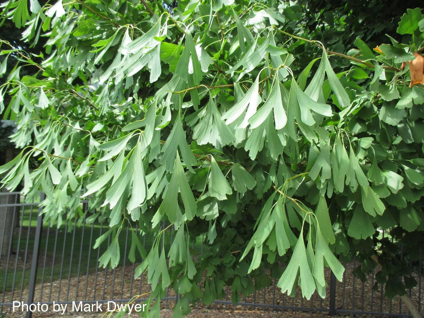 Ginkgo biloba 'Saratoga' Male Ginkgo Tree