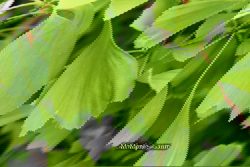 Ginkgo biloba 'Saratoga' Male Ginkgo Tree