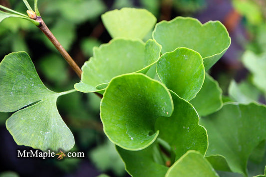 Ginkgo biloba 'The President' Ginkgo Tree