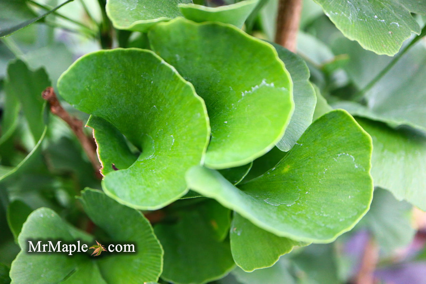 Ginkgo biloba 'The President' Ginkgo Tree