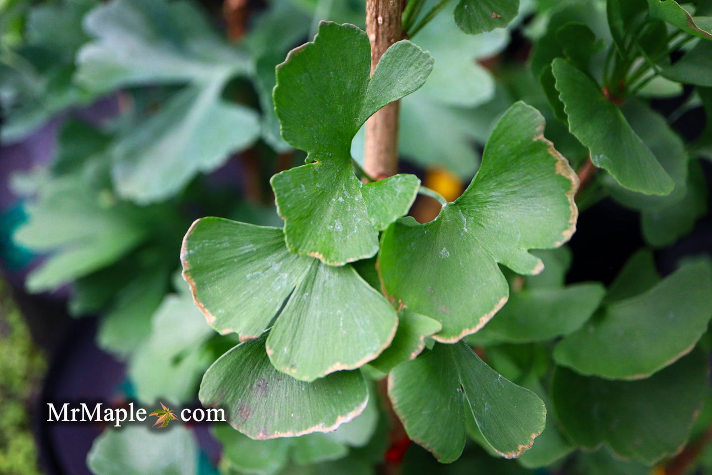Ginkgo biloba 'The President' Ginkgo Tree
