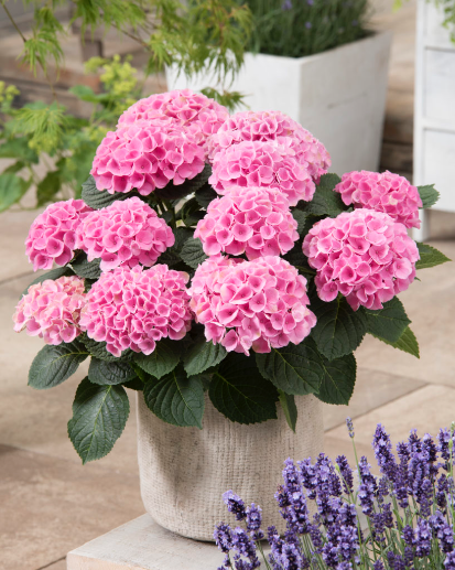 Hydrangea macrophylla ‘Elizabeth Ashley’ Floral Bloom Hydrangea