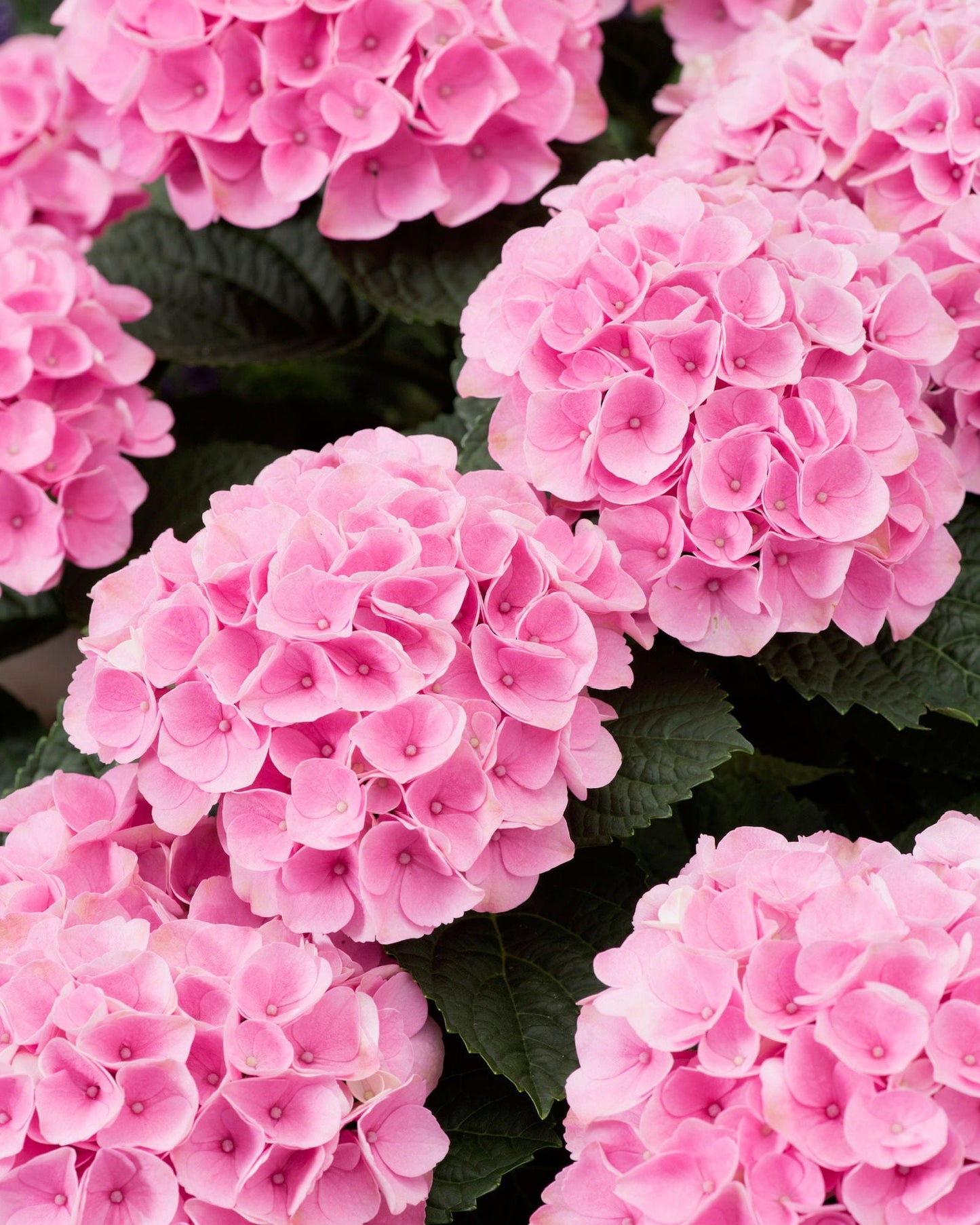 Hydrangea macrophylla ‘Elizabeth Ashley’ Floral Bloom Hydrangea