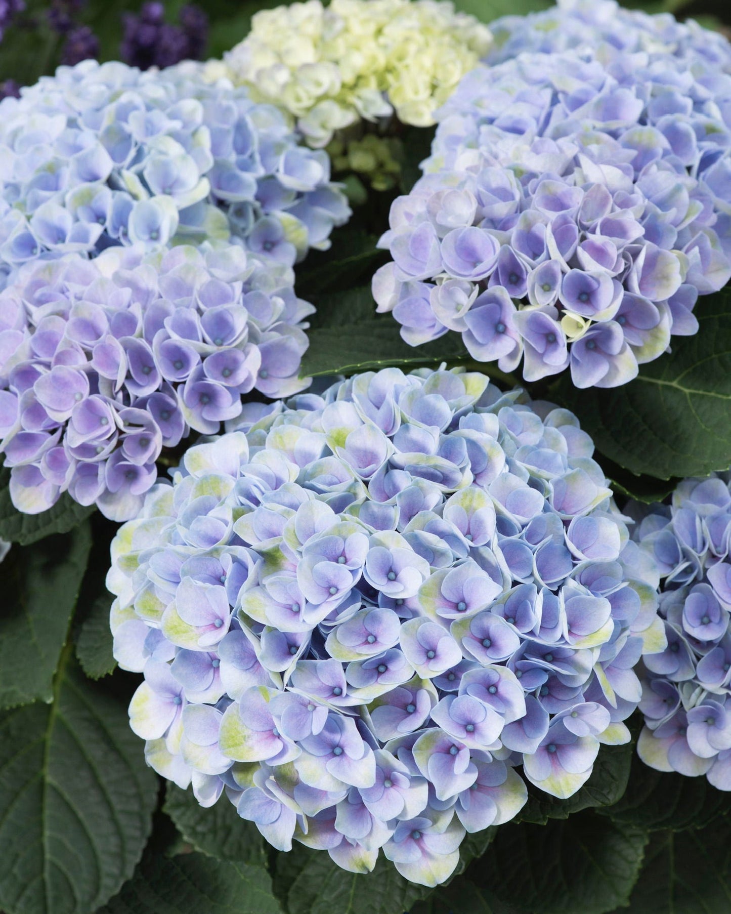 Hydrangea macrophylla ‘Elizabeth Ashley’ Floral Bloom Hydrangea