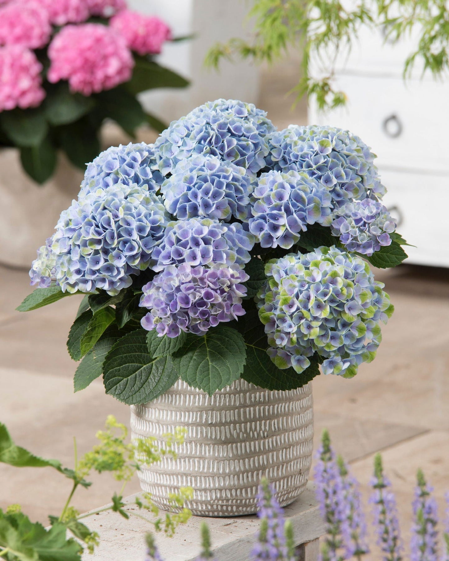 Hydrangea macrophylla ‘Elizabeth Ashley’ Floral Bloom Hydrangea