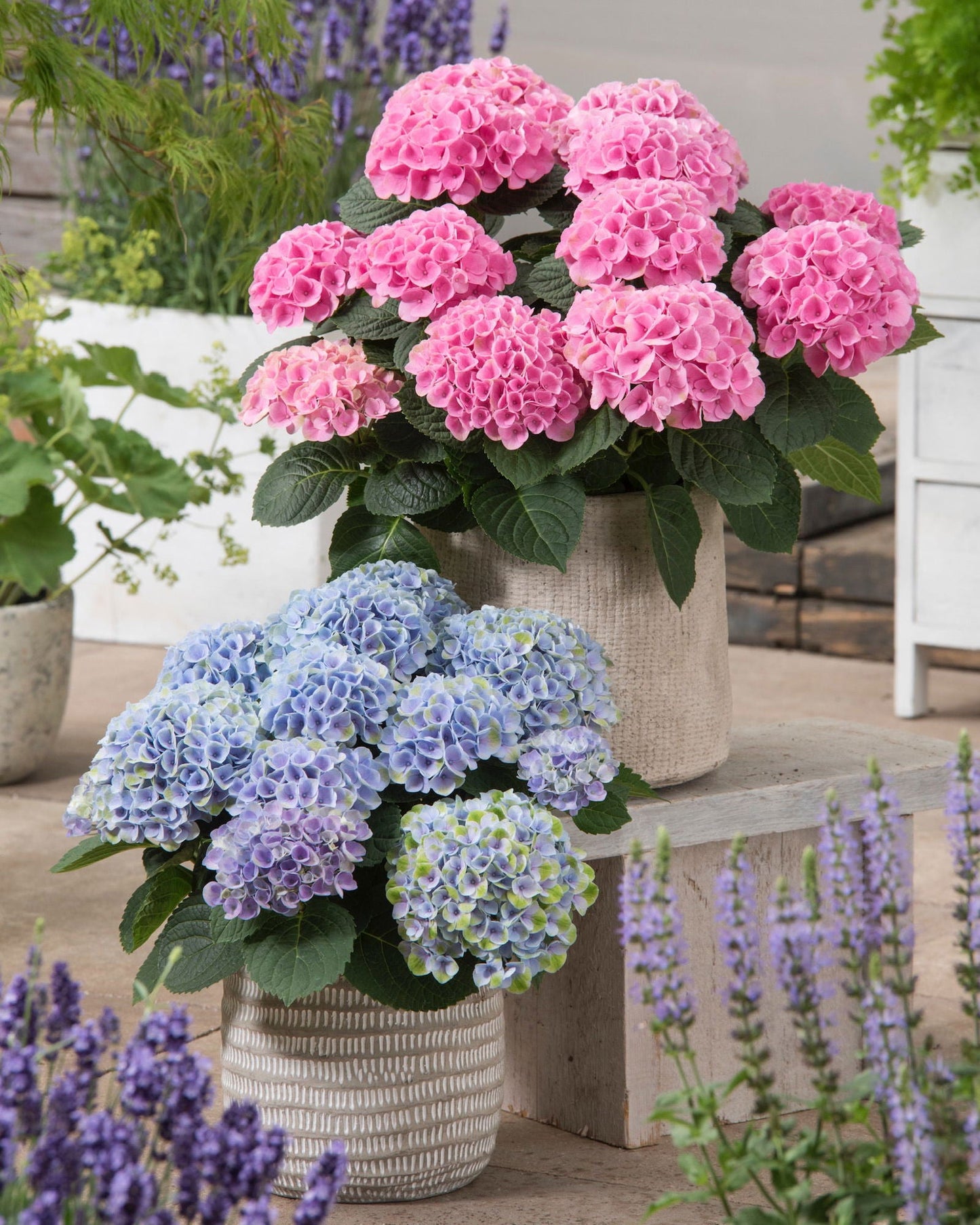 Hydrangea macrophylla ‘Elizabeth Ashley’ Floral Bloom Hydrangea