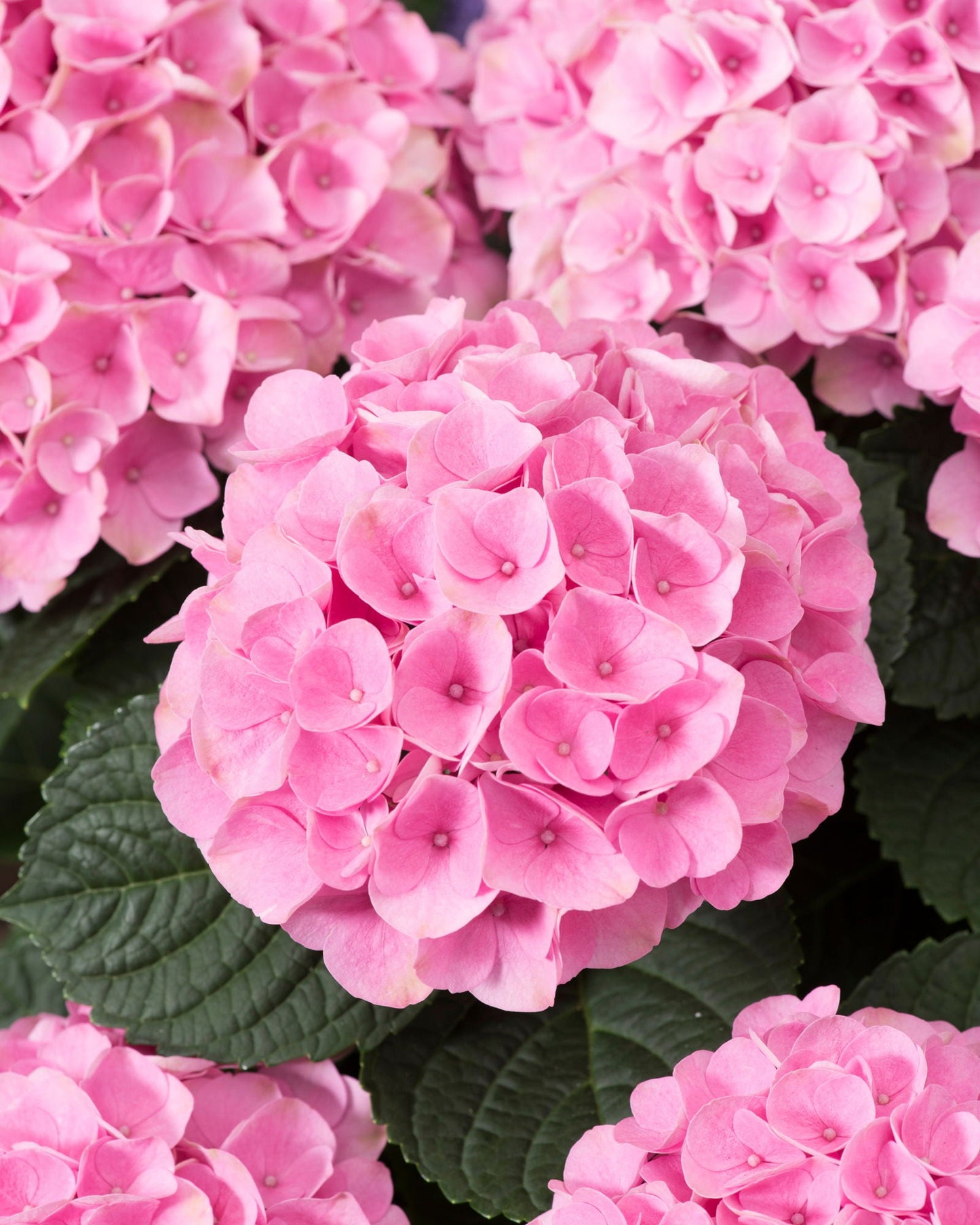 Hydrangea macrophylla ‘Elizabeth Ashley’ Floral Bloom Hydrangea