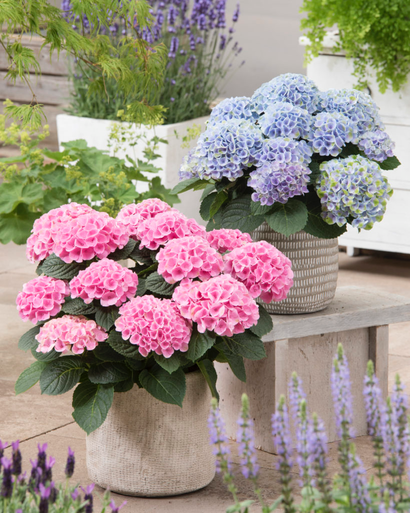 Hydrangea macrophylla ‘Elizabeth Ashley’ Floral Bloom Hydrangea