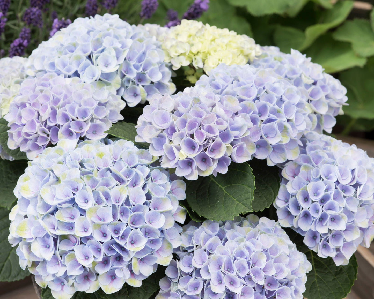 Hydrangea macrophylla ‘Elizabeth Ashley’ Floral Bloom Hydrangea