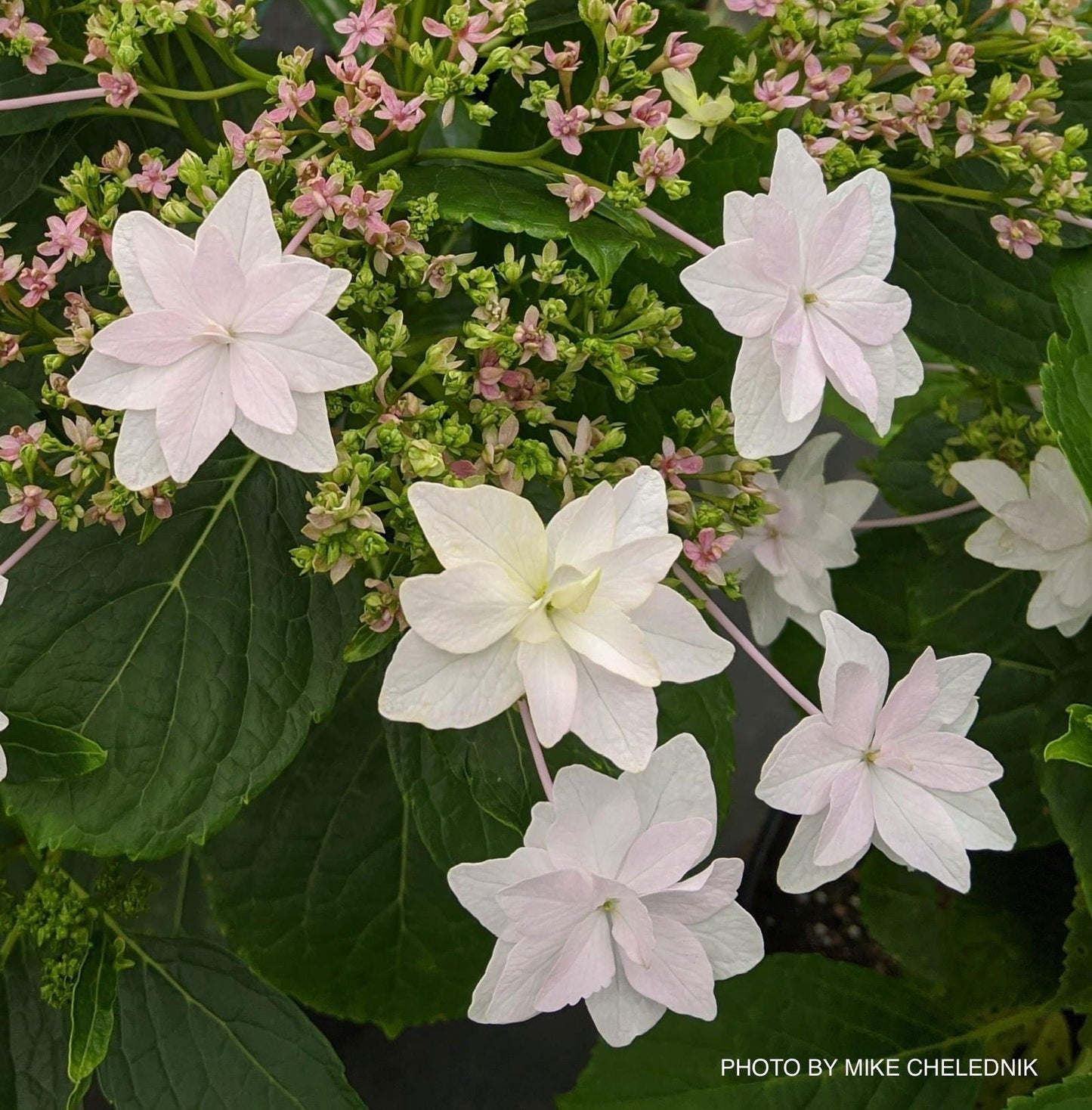 Hydrangea macrophylla 'Fuji Waterfall’ Hydrangea