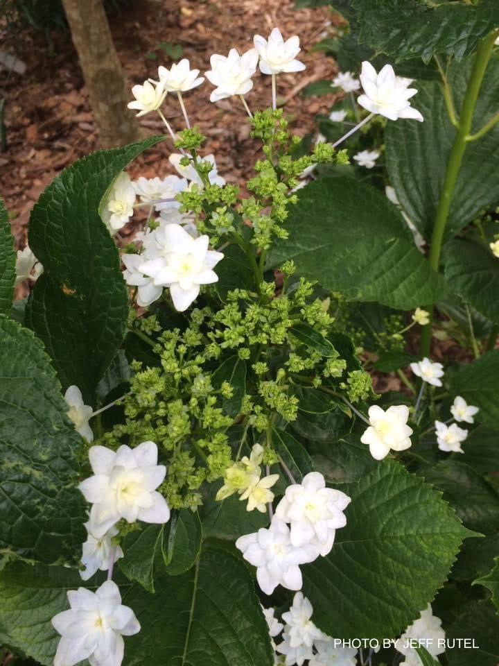 Hydrangea macrophylla 'Fuji Waterfall’ Hydrangea