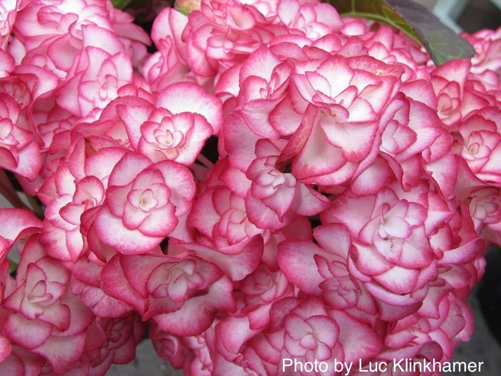 Hydrangea macrophylla 'Miss Saori' Dark Foliage Hydrangea