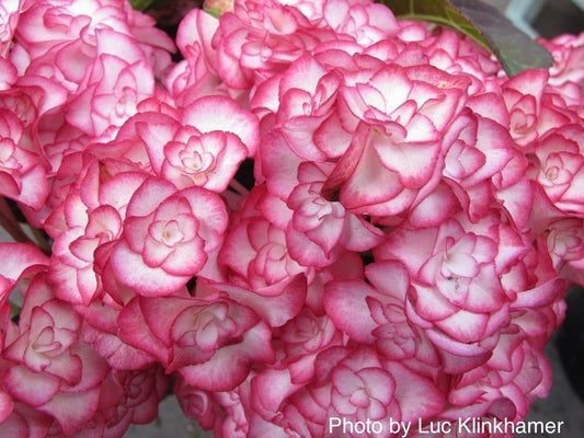 Hydrangea macrophylla 'Miss Saori' Dark Foliage Hydrangea
