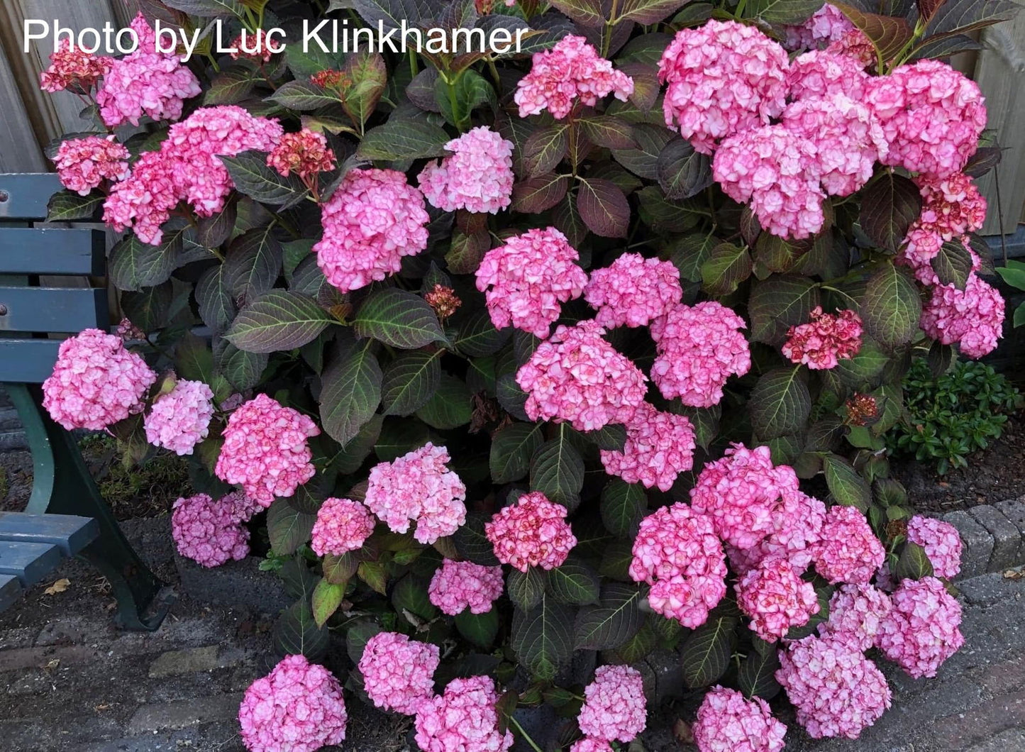 Hydrangea macrophylla 'Miss Saori' Dark Foliage Hydrangea