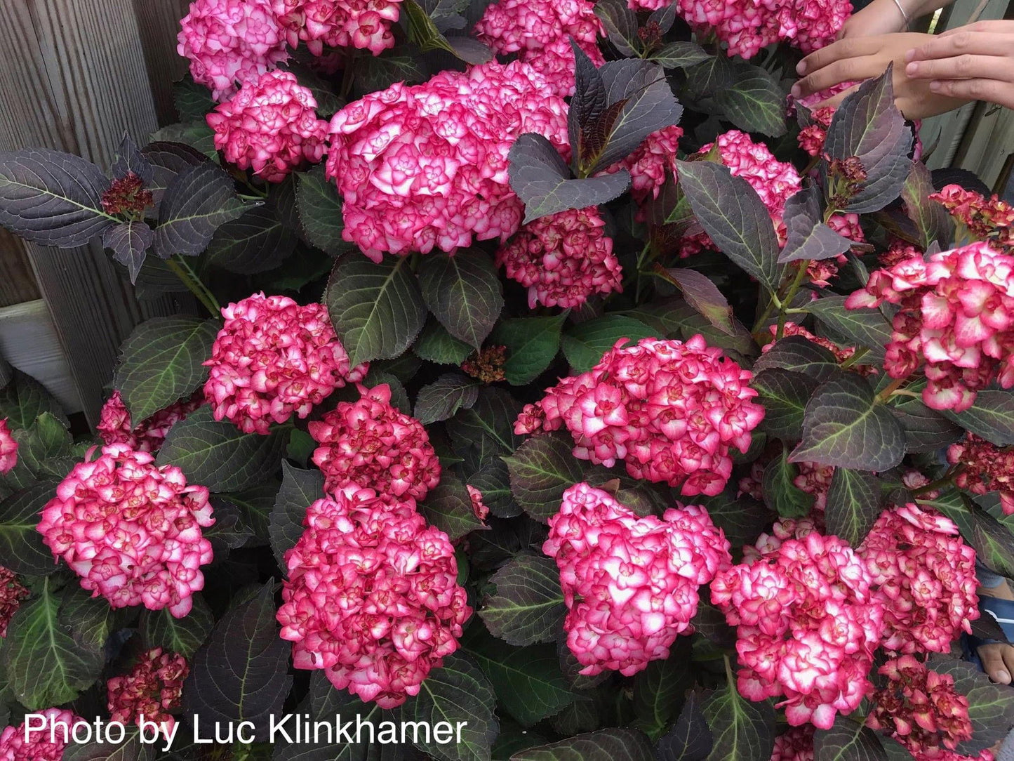 Hydrangea macrophylla 'Miss Saori' Dark Foliage Hydrangea