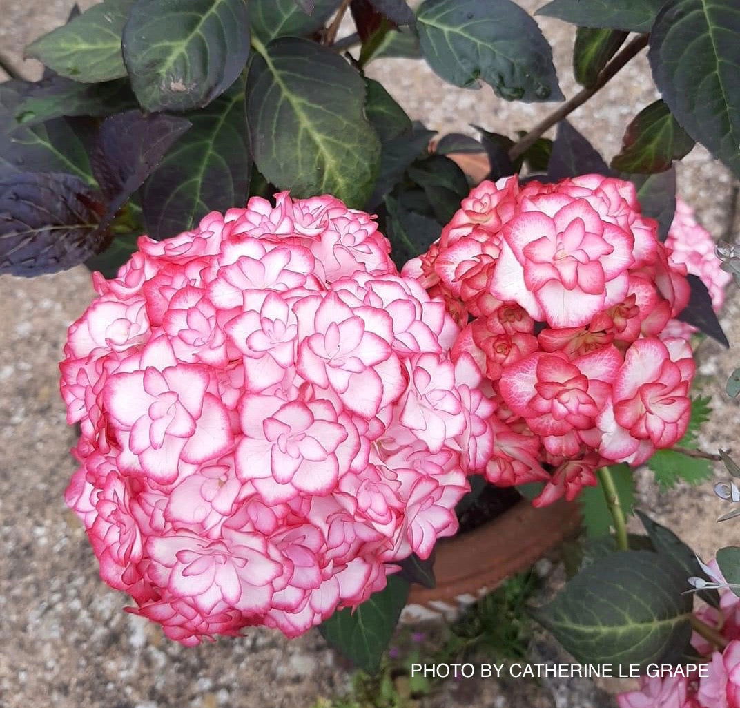 Hydrangea macrophylla 'Miss Saori' Dark Foliage Hydrangea