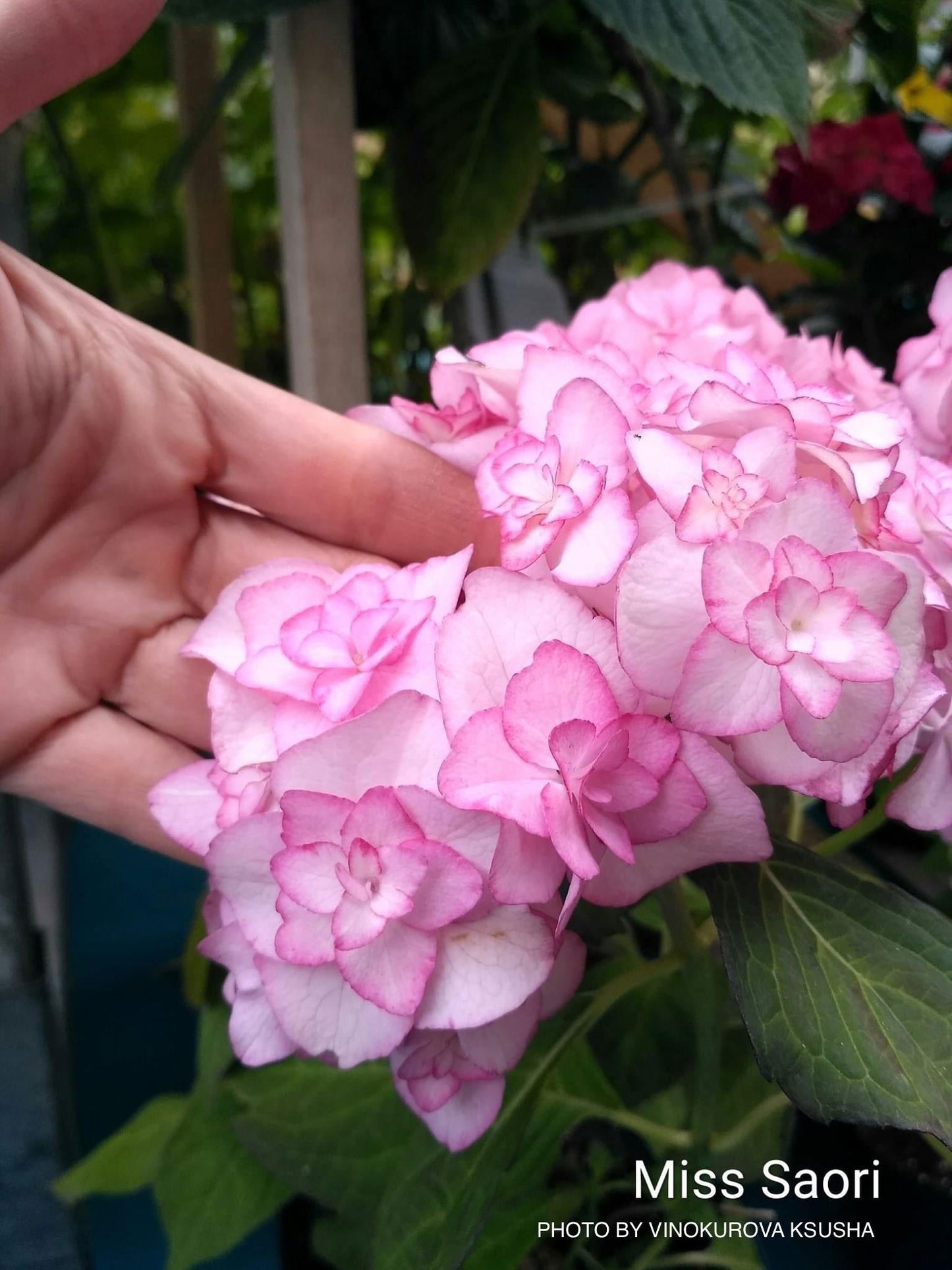 Hydrangea macrophylla 'Miss Saori' Dark Foliage Hydrangea