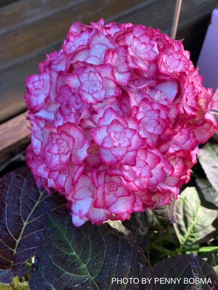 Hydrangea macrophylla 'Miss Saori' Dark Foliage Hydrangea