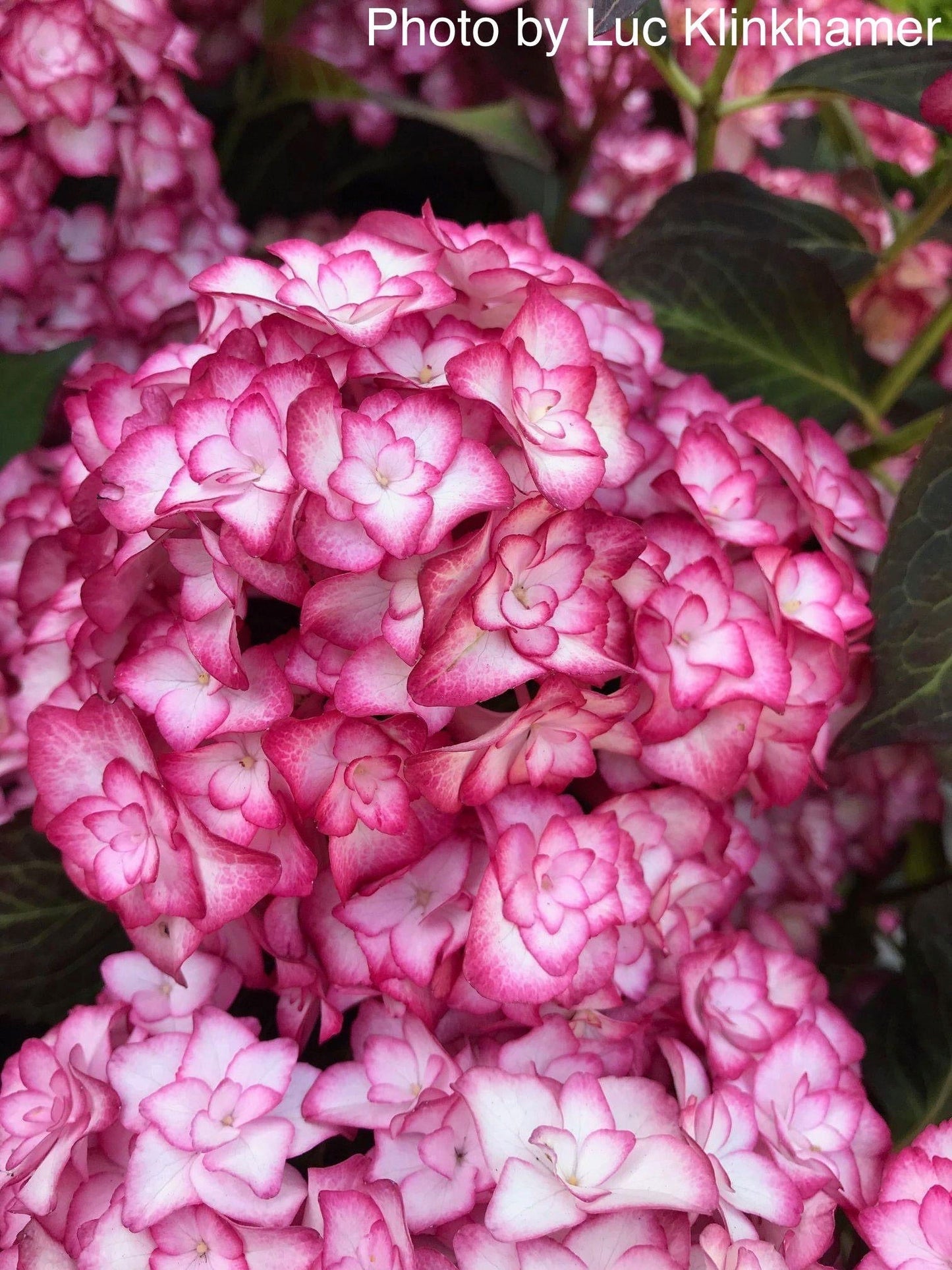 Hydrangea macrophylla 'Miss Saori' Dark Foliage Hydrangea