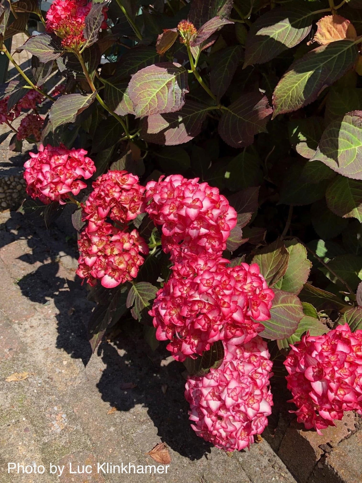 Hydrangea macrophylla 'Miss Saori' Dark Foliage Hydrangea