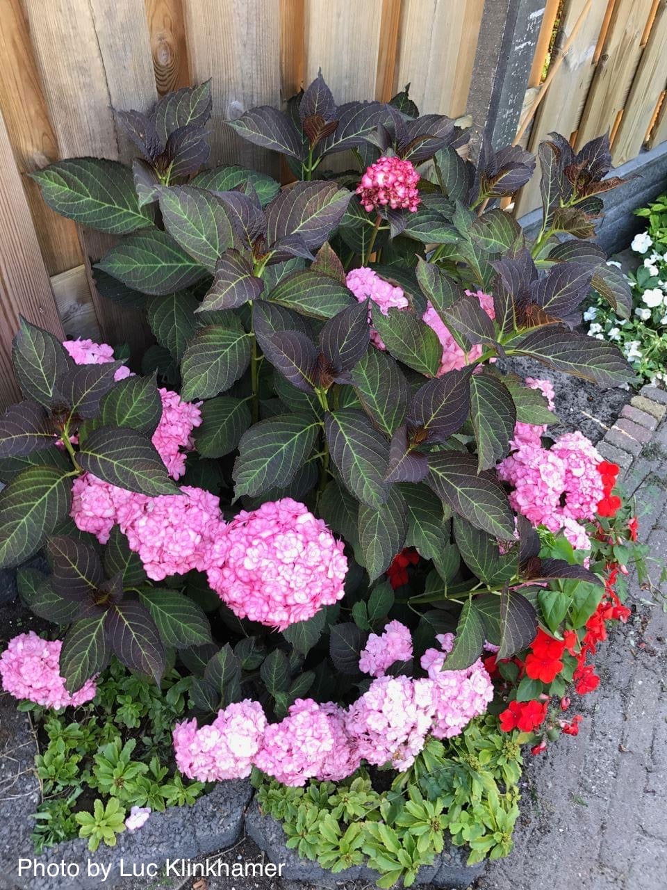 Hydrangea macrophylla 'Miss Saori' Dark Foliage Hydrangea