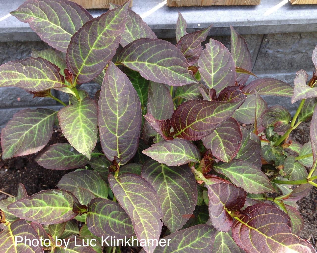 Hydrangea macrophylla 'Miss Saori' Dark Foliage Hydrangea