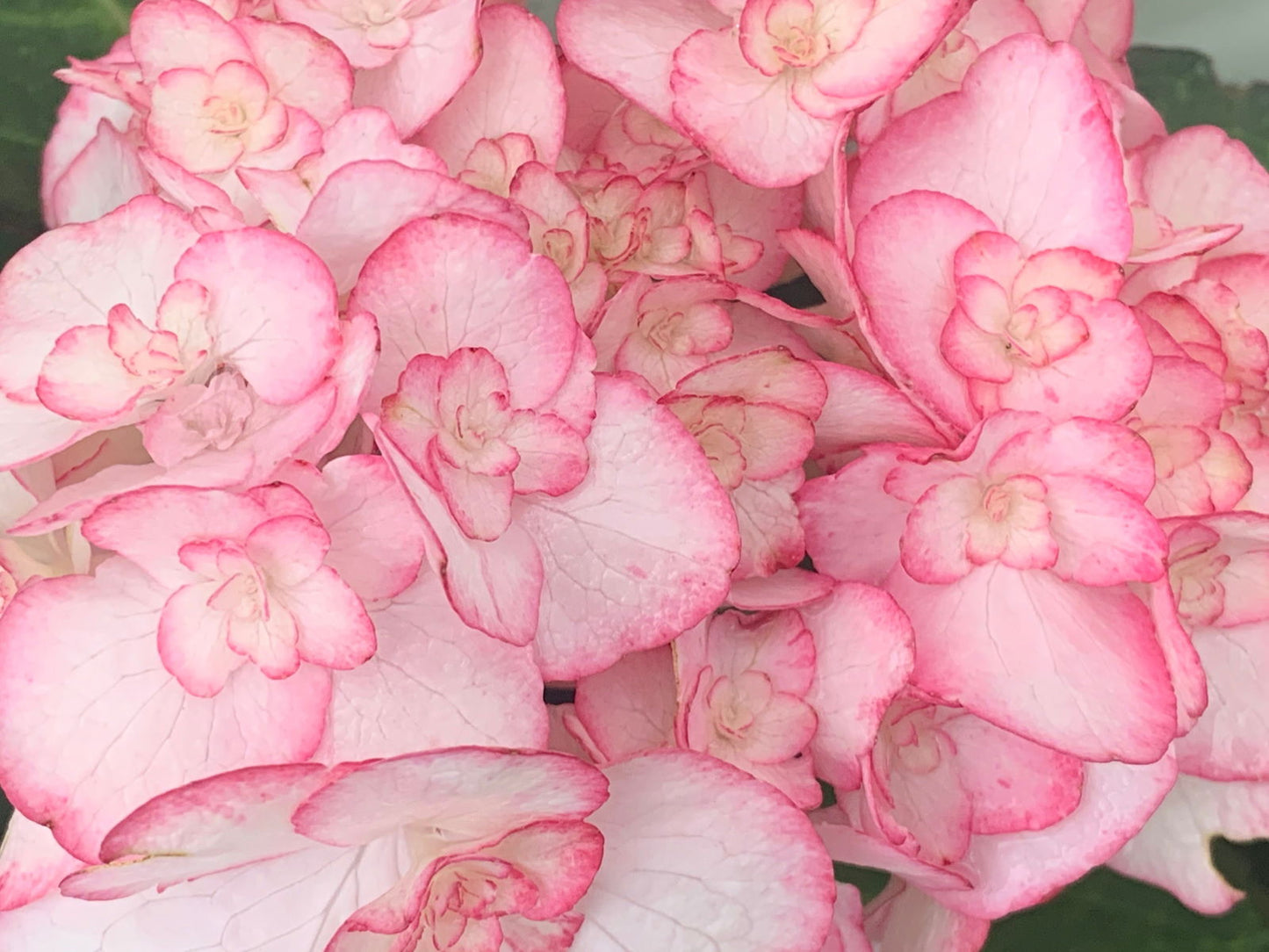Hydrangea macrophylla 'Miss Saori' Dark Foliage Hydrangea