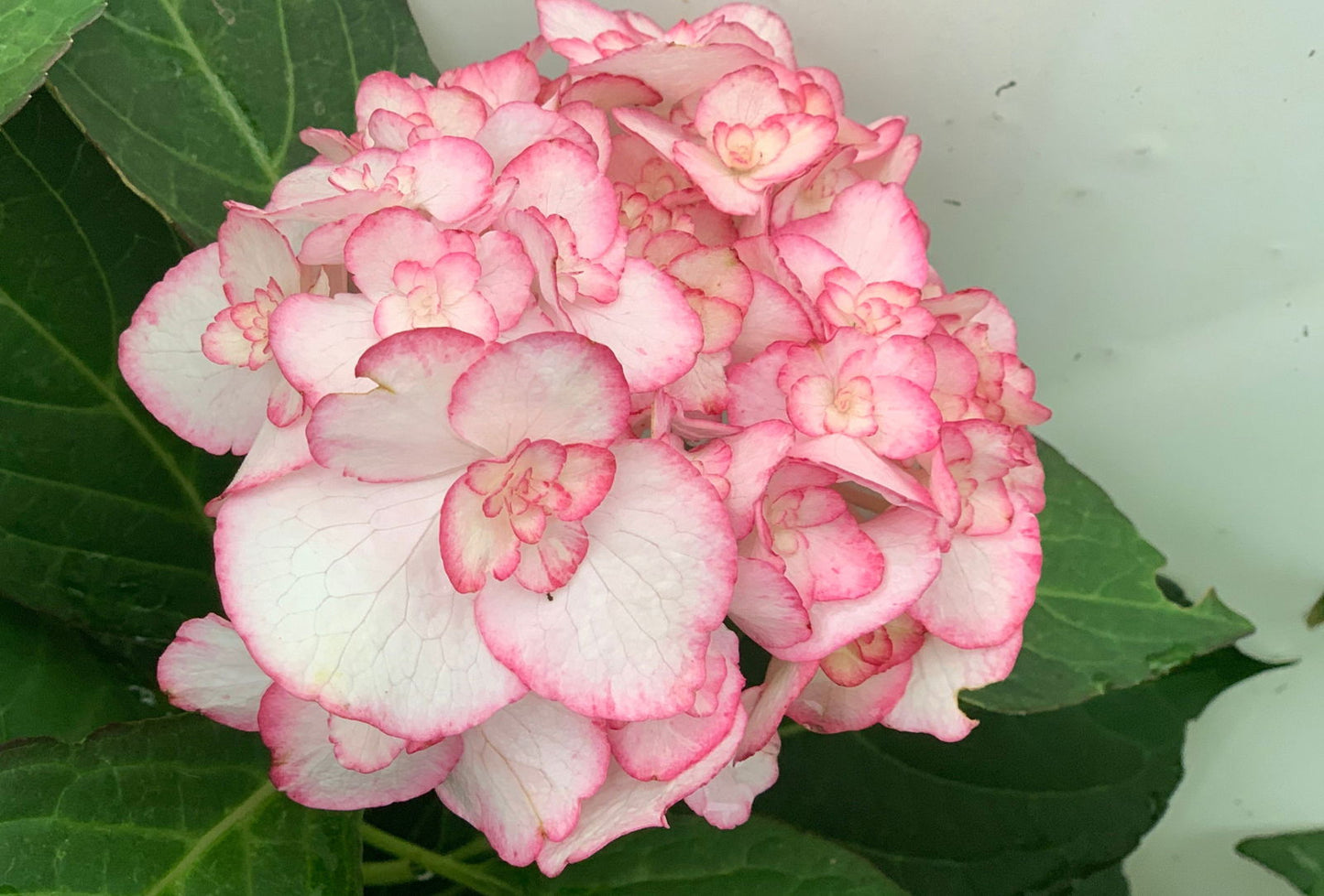 Hydrangea macrophylla 'Miss Saori' Dark Foliage Hydrangea