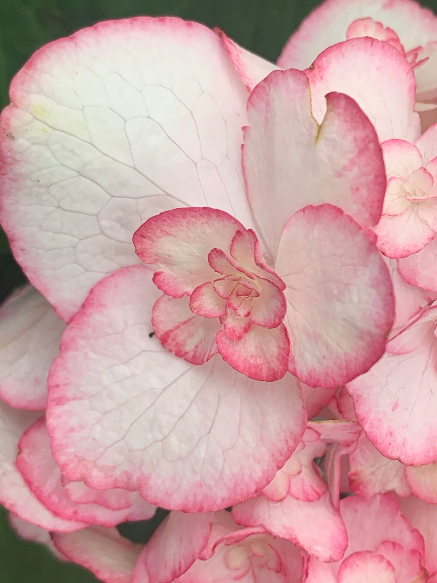 Hydrangea macrophylla 'Miss Saori' Dark Foliage Hydrangea