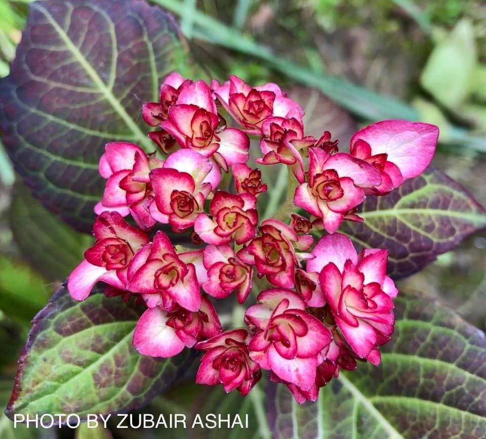 Hydrangea macrophylla 'Miss Saori' Dark Foliage Hydrangea