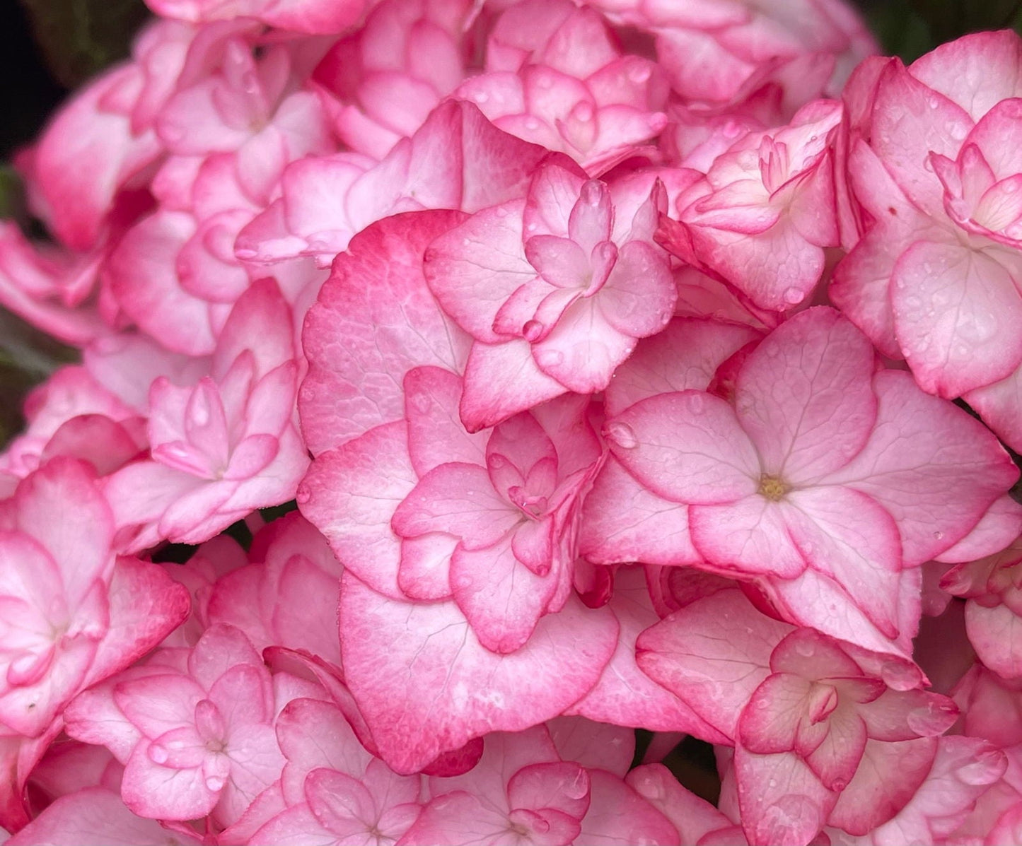 Hydrangea macrophylla 'Miss Saori' Dark Foliage Hydrangea