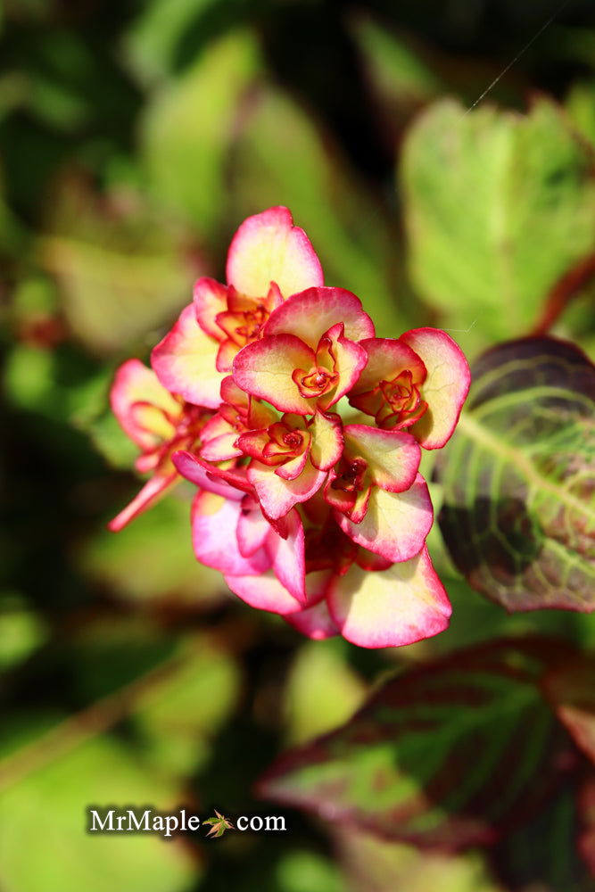 Hydrangea macrophylla 'Miss Saori' Dark Foliage Hydrangea