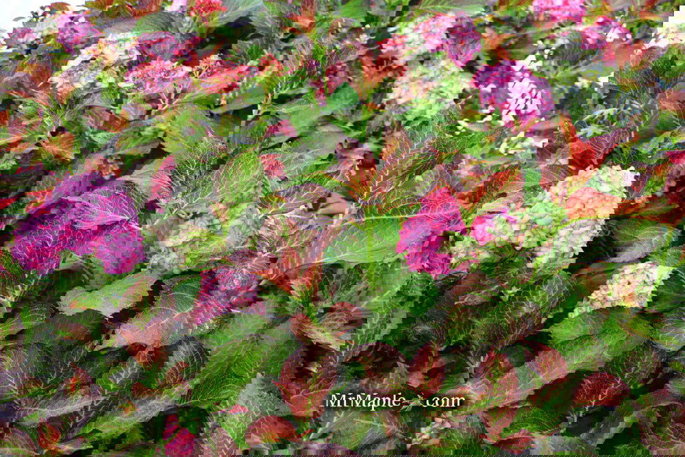 Hydrangea macrophylla 'Miss Saori' Dark Foliage Hydrangea