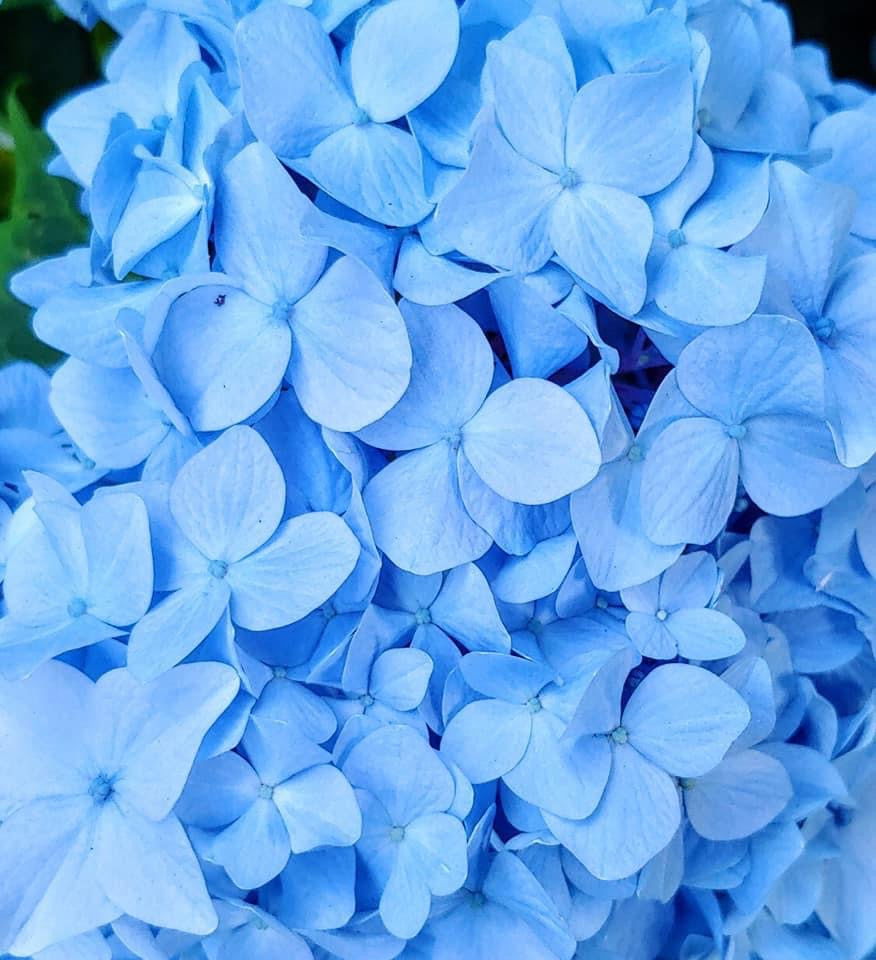 Hydrangea macrophylla 'Nikko Blue’ Blue Bloom Hydrangea