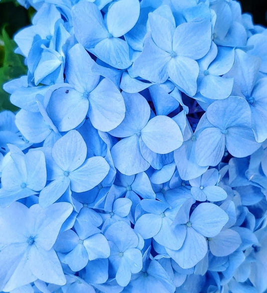 Hydrangea macrophylla 'Nikko Blue’ Blue Bloom Hydrangea