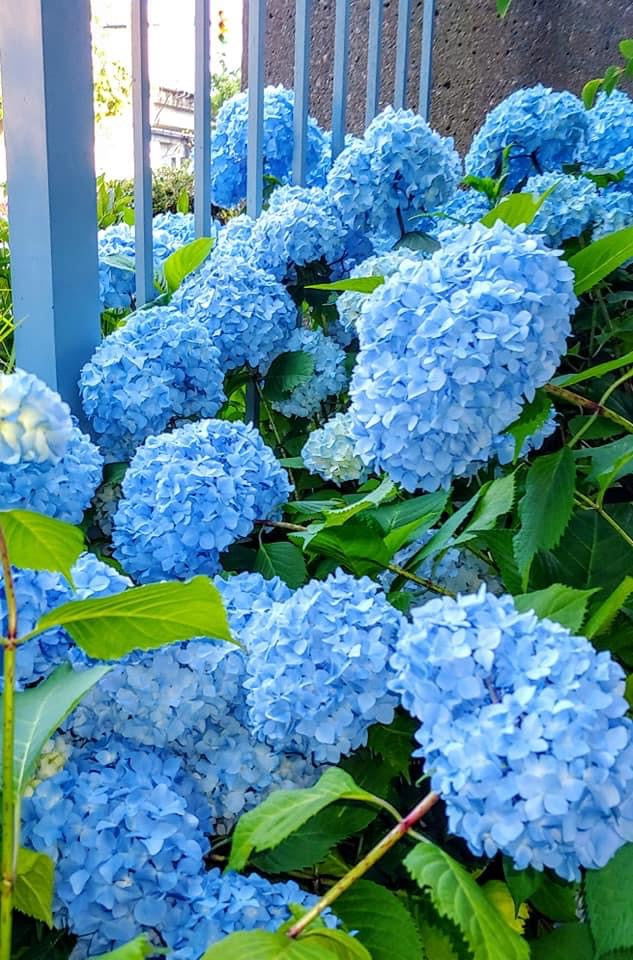 Hydrangea macrophylla 'Nikko Blue’ Blue Bloom Hydrangea