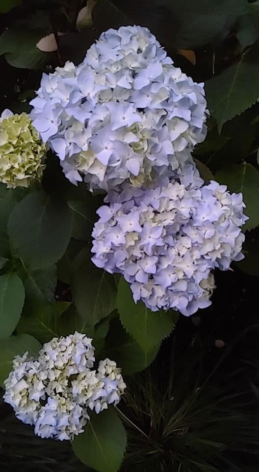 Hydrangea macrophylla 'Nikko Blue’ Blue Bloom Hydrangea