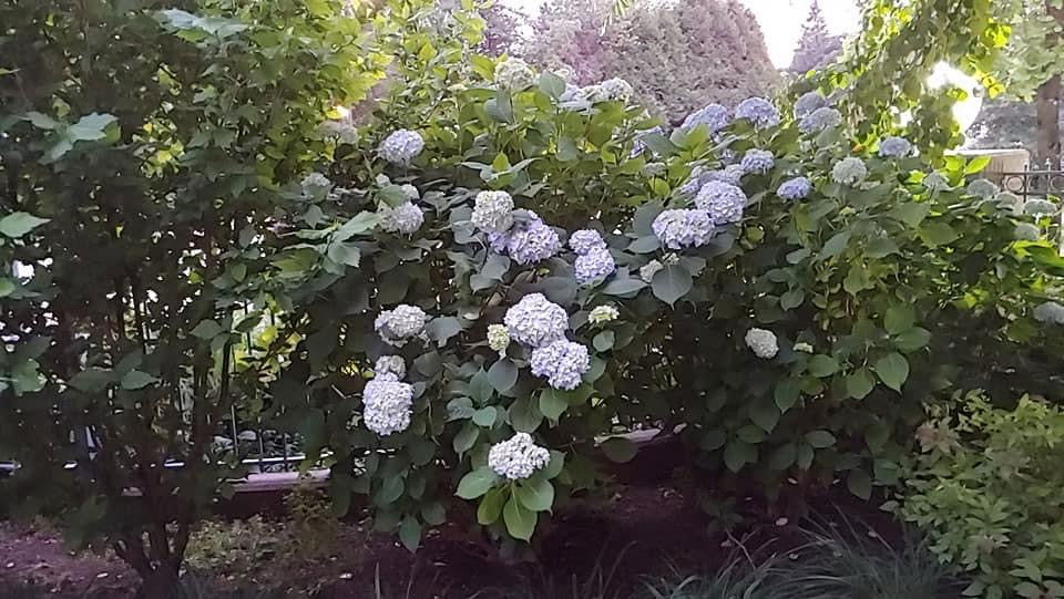 Hydrangea macrophylla 'Nikko Blue’ Blue Bloom Hydrangea
