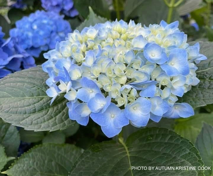 Hydrangea macrophylla 'Nikko Blue’ Blue Bloom Hydrangea